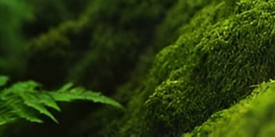 Universal Pipette Tips