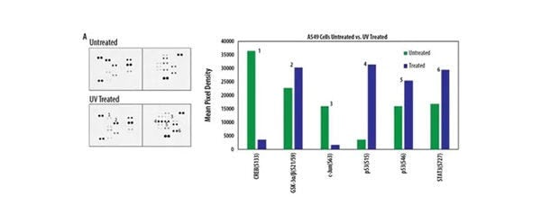 R&D Systems™ Proteome Profiler Human Phospho-Kinase Array Kit