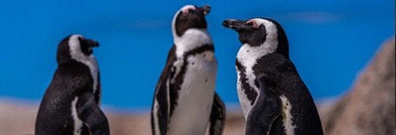 Penguins: Masters of Microsleeping