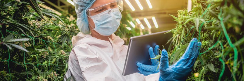 Cannabis and Safety Services