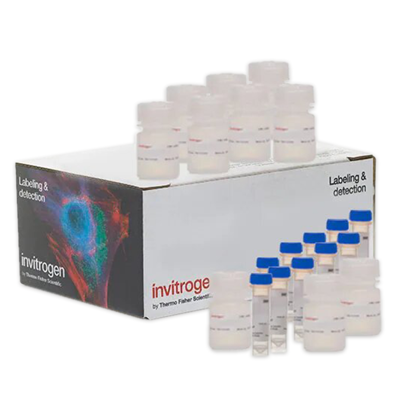 Invitrogen™ CyQUANT™ MTT Zellviabilitäts-Assays