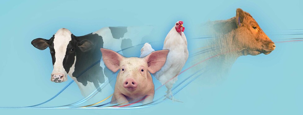 Advancing Animal Health Molecular Testing