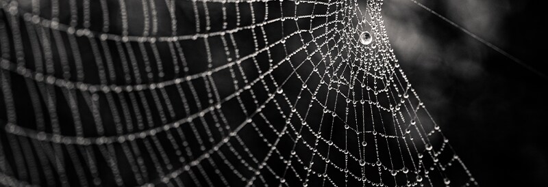 Sequence-Encoded Tubular Architectures in Spider Silk Proteins