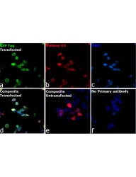 Antibodies