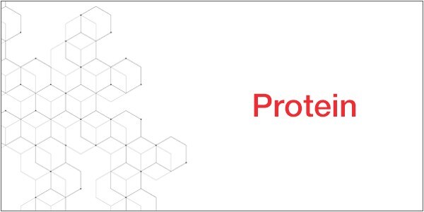 Protein