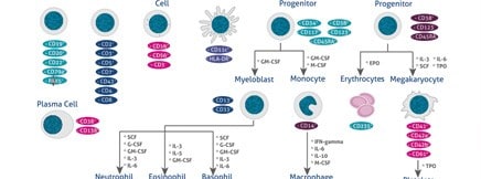 Stem Cell Differentiation Poster