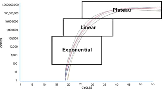 PCR-Phasen