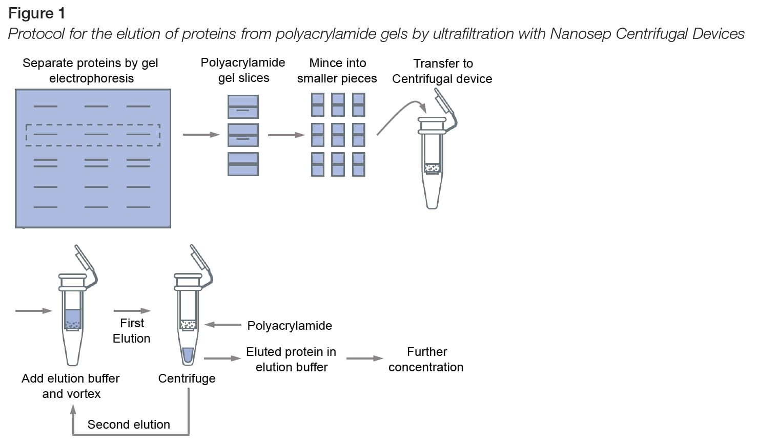 Abbildung des Protokolls zur Elution von Proteinen