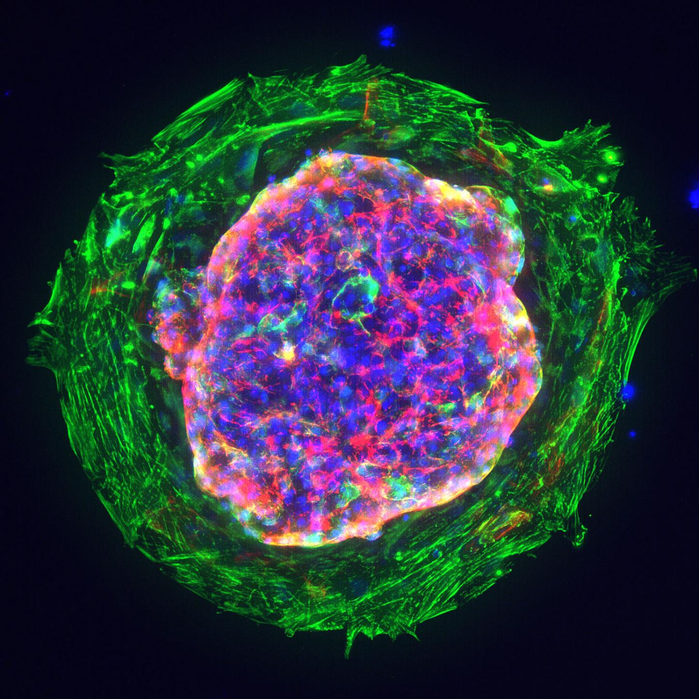 Heart microchamber generated from human iPS cells