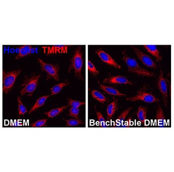 In BenchStable™-Medien kultivierte Zellen erhalten gesunde Mitochondrien In BenchStable™-Medien kultivierte Zellen erhalten gesunde Mitochondrien
