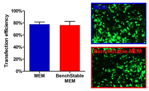 Äquivalente Transfektionseffizienz in BenchStable™ Media Kulturen