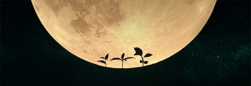 Erstmals Pflanzenwuchs in Mondboden – Landwirtschaft im Weltraum erscheint möglich