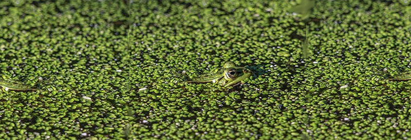 Lernen Sie die Pflanze kennen, die uns helfen könnte, Katastrophen zu überleben und Ernährungsunsicherheit zu verringern
