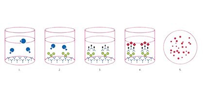 Optimize your ELISpot Assay Optimize your ELISpot Assay